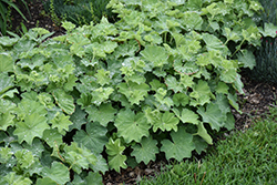 Lady's Mantle (Alchemilla mollis) at Harvard Nursery