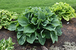 Blue Angel Hosta (Hosta 'Blue Angel') at Harvard Nursery