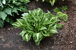 Night Before Christmas Hosta (Hosta 'Night Before Christmas') at Harvard Nursery