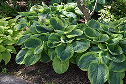 Frances Williams Hosta (Hosta 'Frances Williams') at Harvard Nursery