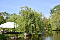 Niobe Golden Weeping Willow (Salix alba 'Niobe') at Harvard Nursery