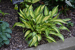 Cherry Berry Hosta (Hosta 'Cherry Berry') at Harvard Nursery