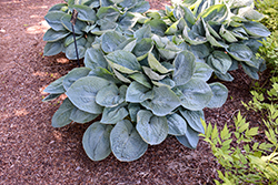 Big Daddy Hosta (Hosta 'Big Daddy') at Harvard Nursery