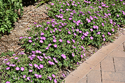 Max Frei Cranesbill (Geranium sanguineum 'Max Frei') at Harvard Nursery