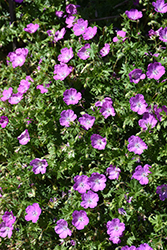 Max Frei Cranesbill (Geranium sanguineum 'Max Frei') at Harvard Nursery