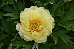 Bartzella Peony (Paeonia 'Bartzella') at Harvard Nursery