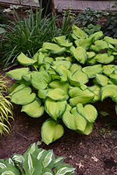 Stained Glass Hosta (Hosta 'Stained Glass') at Harvard Nursery