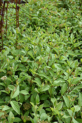Bergeson Compact Dogwood (Cornus sericea 'Bergeson Compact') at Harvard Nursery