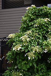 Climbing Hydrangea (Hydrangea anomala 'var. petiolaris') at Harvard Nursery