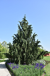 Weeping Nootka Cypress (Chamaecyparis nootkatensis 'Pendula') at Harvard Nursery