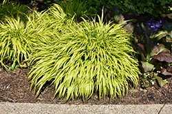 All Gold Hakone Grass (Hakonechloa macra 'All Gold') at Harvard Nursery