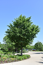 Triumph Elm (Ulmus 'Morton Glossy') at Harvard Nursery