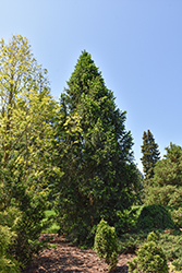 Columnar Norway Spruce (Picea abies 'Cupressina') at Harvard Nursery