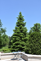 White Fir (Abies concolor) at Harvard Nursery