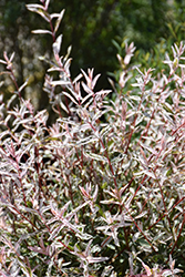Tricolor Willow (Salix integra 'Hakuro Nishiki') at Harvard Nursery