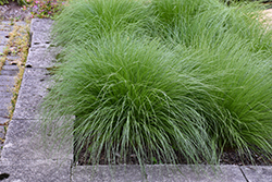 Tara Dropseed (Sporobolus heterolepis 'Tara') at Harvard Nursery