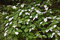 Arctic Beauty Kiwi (Actinidia kolomikta 'Arctic Beauty') at Harvard Nursery