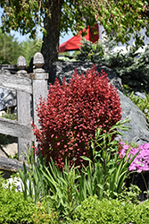 Orange Rocket Japanese Barberry (Berberis thunbergii 'Orange Rocket') at Harvard Nursery