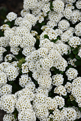 Tor Spirea (Spiraea betulifolia 'Tor') at Harvard Nursery
