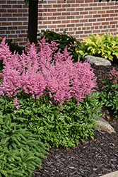 Visions in Pink Chinese Astilbe (Astilbe chinensis 'Visions in Pink') at Harvard Nursery