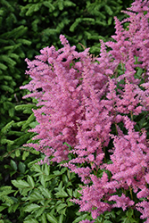 Visions in Pink Chinese Astilbe (Astilbe chinensis 'Visions in Pink') at Harvard Nursery