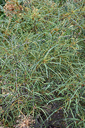 Cutleaf Glossy Buckthorn (Rhamnus frangula 'Asplenifolia') at Harvard Nursery