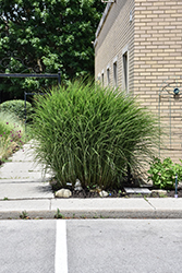 Gracillimus Maiden Grass (Miscanthus sinensis 'Gracillimus') at Harvard Nursery