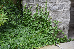English Ivy (Hedera helix) at Harvard Nursery