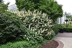 Bottlebrush Buckeye (Aesculus parviflora) at Harvard Nursery