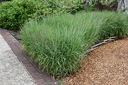 Shenandoah Reed Switch Grass (Panicum virgatum 'Shenandoah') at Harvard Nursery