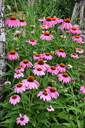 Purple Coneflower (Echinacea purpurea) at Harvard Nursery