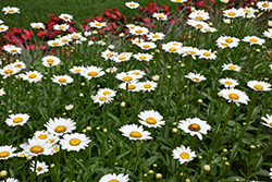 Shasta Daisy (Leucanthemum x superbum) at Harvard Nursery