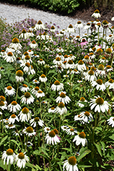 White Swan Coneflower (Echinacea purpurea 'White Swan') at Harvard Nursery