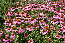 Ruby Star Coneflower (Echinacea purpurea 'Rubinstern') at Harvard Nursery