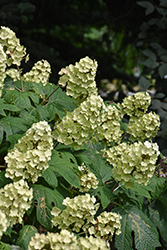 Snow Queen Hydrangea (Hydrangea quercifolia 'Snow Queen') at Harvard Nursery