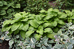 Guacamole Hosta (Hosta 'Guacamole') at Harvard Nursery