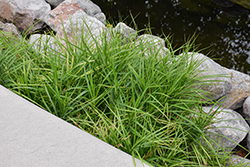 Palm Sedge (Carex muskingumensis) at Harvard Nursery