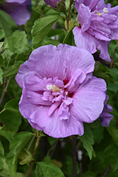 Lavender Chiffon Rose Of Sharon (Hibiscus syriacus 'Notwoodone') at Harvard Nursery