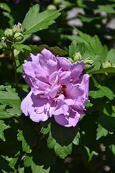 Ardens Rose of Sharon (Hibiscus syriacus 'Ardens') at Harvard Nursery