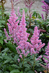 Maggie Daley Astilbe (Astilbe chinensis 'Maggie Daley') at Harvard Nursery