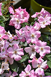 Nearly Wild Rose (Rosa 'Nearly Wild') at Harvard Nursery