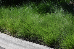 Tara Dropseed (Sporobolus heterolepis 'Tara') at Harvard Nursery