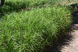 Palm Sedge (Carex muskingumensis) at Harvard Nursery