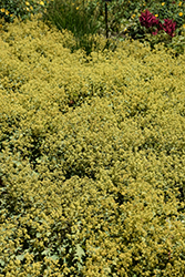 Lady's Mantle (Alchemilla mollis) at Harvard Nursery