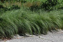 Prairie Dropseed (Sporobolus heterolepis) at Harvard Nursery
