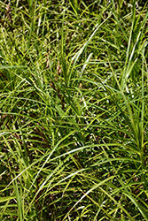 Palm Sedge (Carex muskingumensis) at Harvard Nursery