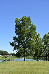 Siouxland Poplar (Populus deltoides 'Siouxland') at Harvard Nursery