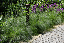 Pennsylvania Sedge (Carex pensylvanica) at Harvard Nursery