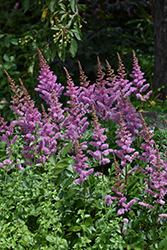 Maggie Daley Astilbe (Astilbe chinensis 'Maggie Daley') at Harvard Nursery