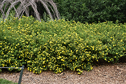 Goldfinger Potentilla (Potentilla fruticosa 'Goldfinger') at Harvard Nursery